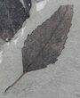 Fossil Leaves (Allophylus & Populus) - Utah #29194-1